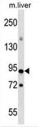 CXXC Finger Protein 1 antibody, AP51152PU-N, Origene, Western Blot image 