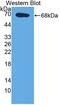 E2F Transcription Factor 2 antibody, LS-C373651, Lifespan Biosciences, Western Blot image 