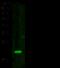 Gremlin 1, DAN Family BMP Antagonist antibody, 50016-RP02, Sino Biological, Western Blot image 