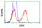 Serine Racemase antibody, LS-B10209, Lifespan Biosciences, Flow Cytometry image 