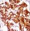 Keratin 7 antibody, LS-C165634, Lifespan Biosciences, Immunohistochemistry frozen image 