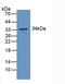 Regulator Of G Protein Signaling 4 antibody, LS-C296208, Lifespan Biosciences, Western Blot image 