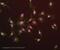 IKAROS Family Zinc Finger 1 antibody, ab26083, Abcam, Immunocytochemistry image 