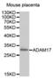 ADAM Metallopeptidase Domain 17 antibody, abx000869, Abbexa, Western Blot image 