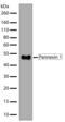 Pannexin 1 antibody, 710184, Invitrogen Antibodies, Western Blot image 