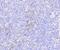 Mixed Lineage Kinase Domain Like Pseudokinase antibody, NBP2-67299, Novus Biologicals, Immunohistochemistry paraffin image 