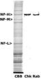 Neurofilament Heavy antibody, LS-C204553, Lifespan Biosciences, Western Blot image 