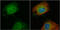 Plastin 3 antibody, GTX103323, GeneTex, Immunocytochemistry image 