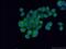 Epidermal Growth Factor Receptor Pathway Substrate 15 Like 1 antibody, 21243-1-AP, Proteintech Group, Immunofluorescence image 