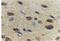 Adiponectin, C1Q And Collagen Domain Containing antibody, PA1-84881, Invitrogen Antibodies, Immunohistochemistry frozen image 