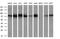 Bone Morphogenetic Protein 1 antibody, MA5-26209, Invitrogen Antibodies, Western Blot image 