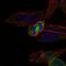 Polo Like Kinase 1 antibody, GTX60624, GeneTex, Immunofluorescence image 