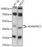 ADAM Like Decysin 1 antibody, LS-C750404, Lifespan Biosciences, Western Blot image 
