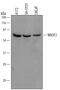 WASP Family Member 3 antibody, AF5515, R&D Systems, Western Blot image 