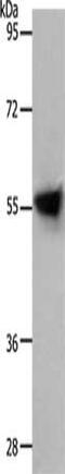 Solute Carrier Family 1 Member 4 antibody, CSB-PA281969, Cusabio, Western Blot image 