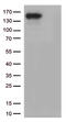 Carbamoyl-Phosphate Synthase 1 antibody, UM800171, Origene, Western Blot image 