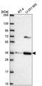 Secretory Carrier Membrane Protein 3 antibody, PA5-67150, Invitrogen Antibodies, Western Blot image 