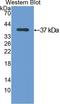 Annexin A5 antibody, LS-C297874, Lifespan Biosciences, Western Blot image 