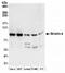 Striatin 4 antibody, NBP2-36537, Novus Biologicals, Western Blot image 