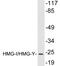 High Mobility Group AT-Hook 1 antibody, LS-C199887, Lifespan Biosciences, Western Blot image 