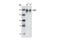 SET Domain Bifurcated Histone Lysine Methyltransferase 1 antibody, 2196T, Cell Signaling Technology, Western Blot image 