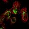 HMGE antibody, PA5-57751, Invitrogen Antibodies, Immunofluorescence image 