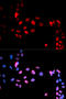 MYC Associated Factor X antibody, A03239S11, Boster Biological Technology, Western Blot image 