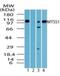 MTSS I-BAR Domain Containing 1 antibody, NBP2-24716, Novus Biologicals, Western Blot image 