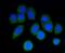 Actin Related Protein 2/3 Complex Subunit 5 antibody, NBP2-67350, Novus Biologicals, Immunocytochemistry image 