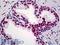 Tripartite Motif Containing 28 antibody, LS-B5440, Lifespan Biosciences, Immunohistochemistry frozen image 
