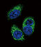 Transforming Growth Factor Beta 2 antibody, LS-C161827, Lifespan Biosciences, Immunofluorescence image 