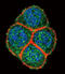 Hepatocyte Nuclear Factor 4 Alpha antibody, 61-500, ProSci, Immunofluorescence image 