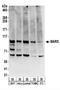 Methionyl-TRNA Synthetase antibody, NBP2-22313, Novus Biologicals, Western Blot image 