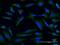 Ubiquitin Specific Peptidase 9 X-Linked antibody, MA5-20360, Invitrogen Antibodies, Immunofluorescence image 