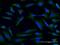 Fam antibody, MA5-20360, Invitrogen Antibodies, Immunofluorescence image 