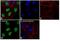 H1 Histone Family Member 0 antibody, PA5-30055, Invitrogen Antibodies, Immunocytochemistry image 