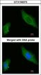 A-Kinase Anchoring Protein 12 antibody, GTX106373, GeneTex, Immunocytochemistry image 