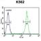 Corticotropin Releasing Hormone Receptor 2 antibody, abx026264, Abbexa, Western Blot image 