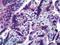 Calcium And Integrin Binding Family Member 2 antibody, LS-B5665, Lifespan Biosciences, Immunohistochemistry frozen image 