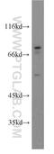 Kelch Like Family Member 4 antibody, 21191-1-AP, Proteintech Group, Western Blot image 
