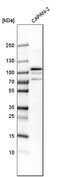 KIAA1522 antibody, HPA032050, Atlas Antibodies, Western Blot image 