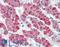 Microsomal Glutathione S-Transferase 1 antibody, LS-B4781, Lifespan Biosciences, Immunohistochemistry paraffin image 