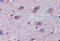Fragile X Mental Retardation 1 antibody, MBS244746, MyBioSource, Immunohistochemistry frozen image 