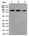 Macrophage Stimulating 1 antibody, ab124787, Abcam, Western Blot image 