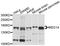 Mediator of RNA polymerase II transcription subunit 14 antibody, STJ112484, St John