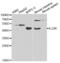 Interleukin 23 Receptor antibody, abx001357, Abbexa, Western Blot image 