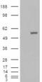 Aldehyde Dehydrogenase 1 Family Member A1 antibody, 45-238, ProSci, Western Blot image 