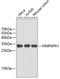 Heterogeneous Nuclear Ribonucleoprotein A1 antibody, 18-739, ProSci, Western Blot image 