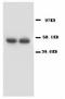 CASP8 And FADD Like Apoptosis Regulator antibody, LS-C171730, Lifespan Biosciences, Western Blot image 