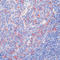 DnaJ Heat Shock Protein Family (Hsp40) Member A1 antibody, LS-C87959, Lifespan Biosciences, Immunohistochemistry paraffin image 
